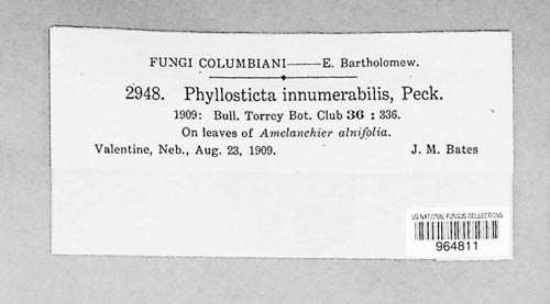 Phyllosticta innumerabilis image